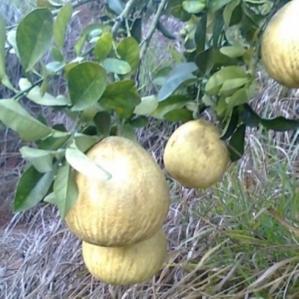 Laranja da Terra.jpg